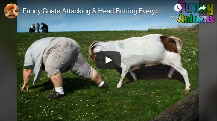 Funny Goats Attacking & Head Butting Everything.jpg