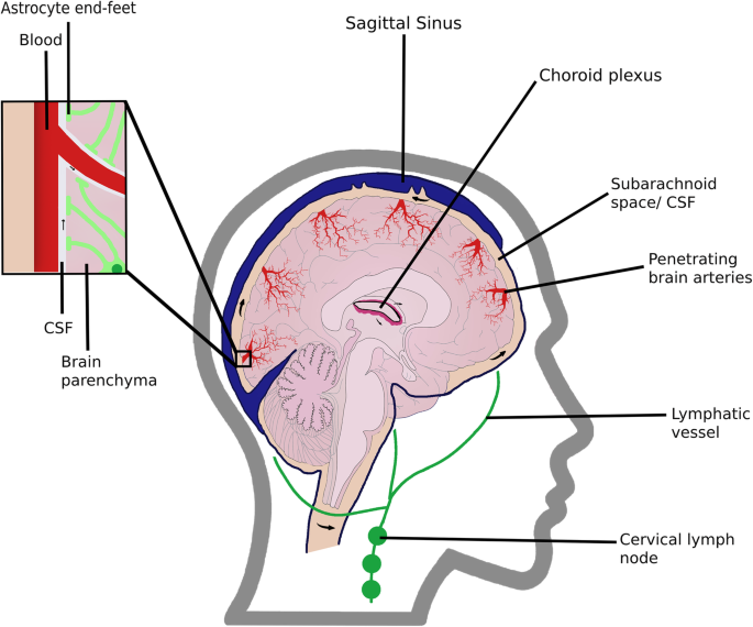 뇌신경 청소 시스템인 글림프체계(Glymphatic System)가 손상된 경우 파킨슨병 발병 위험 커진다.png