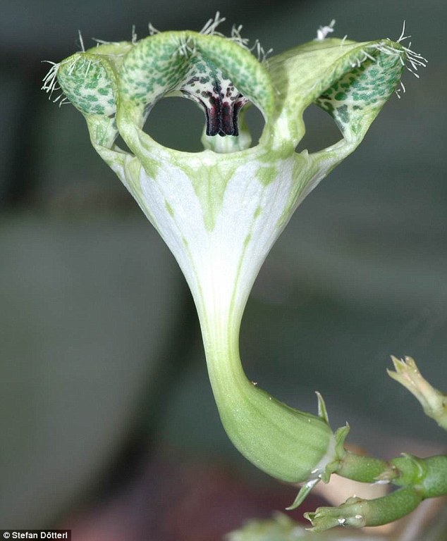 Giant Ceropegia.jpg