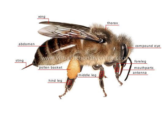 morphology-honeybee-worker_1.jpg