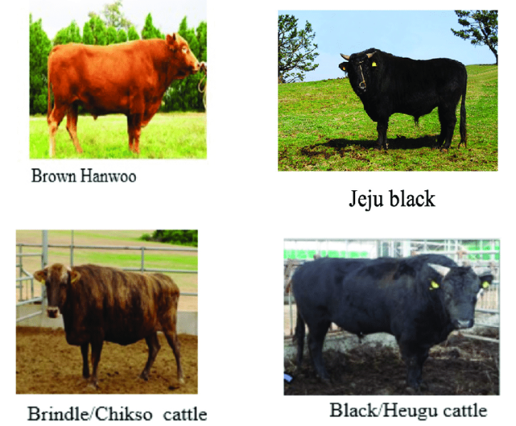 Four-Korean-native-breeds-of-cattle.png