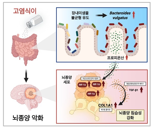 고염식이의 뇌종양 악화 모식도.jpg