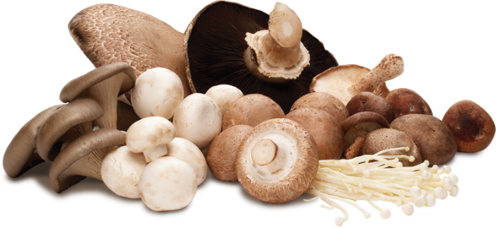 mushroom-group.png