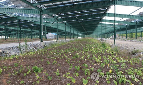 강원도 영월군 산마늘 재배 시설에 설치된 태양광.jpg