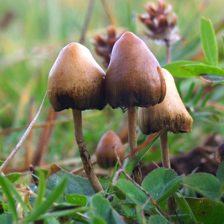 Psilocybin mushroom.jpg