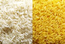 golden rice.jpg