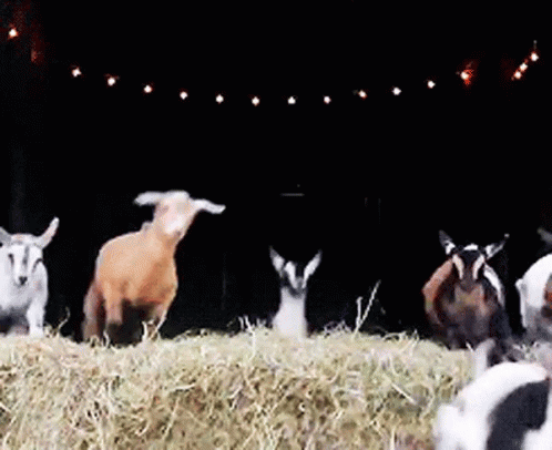1.gif