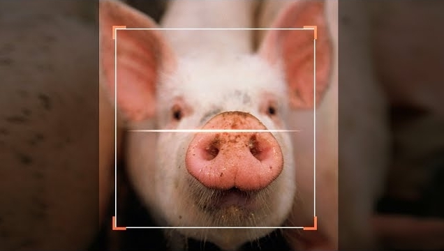 중국의 돼지 안면인식 기술.jpg
