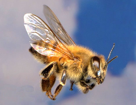 africanized-honeybee.jpg