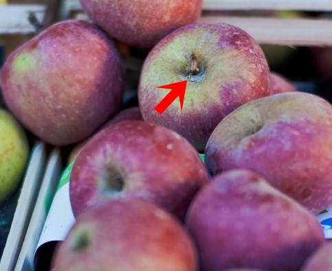 사과 꼭지 안의 칼슘제를 더러운 먼지나 농약, 곰팡이로 오해하는 경우가 많다.jpg
