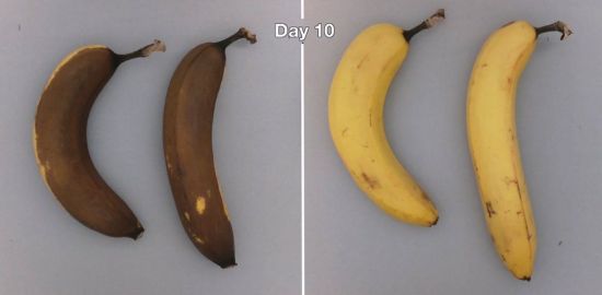 코팅한 바나나(오른쪽)와 코팅하지 않은 바나나의 차이는 극명합니다.jpg